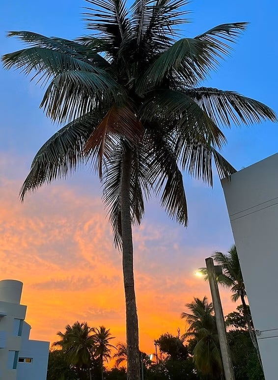 Tall palm tree silhouetted against vibrant orange and blue sunset sky with modern buildings on either side