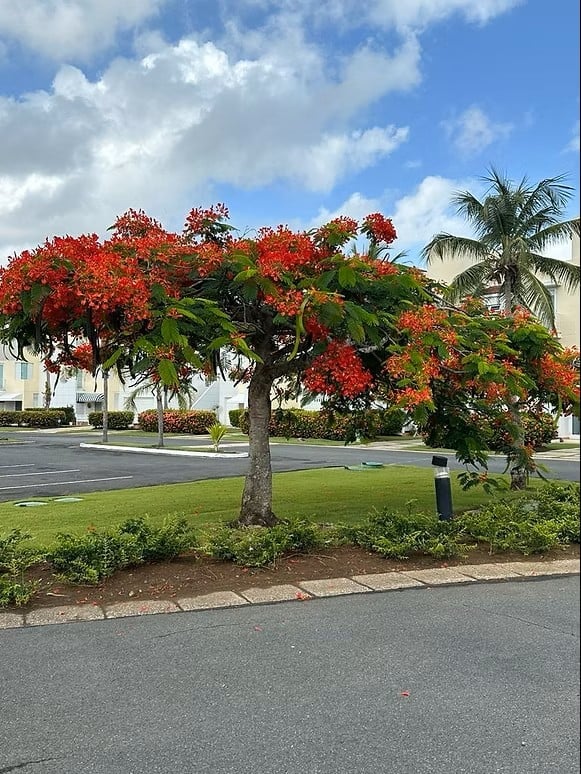 Large Royal Poinciana tree with vibrant red-orange flowers blooming in a landscaped garden with palm trees and buildings